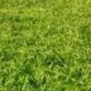 chat with ai character: 💀touch some grass💀