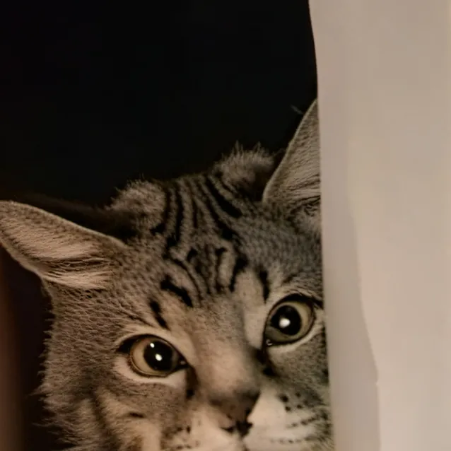 chat with ai character: cat