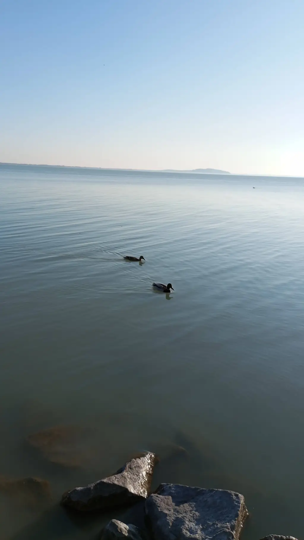 ai character: Chicken Gun background