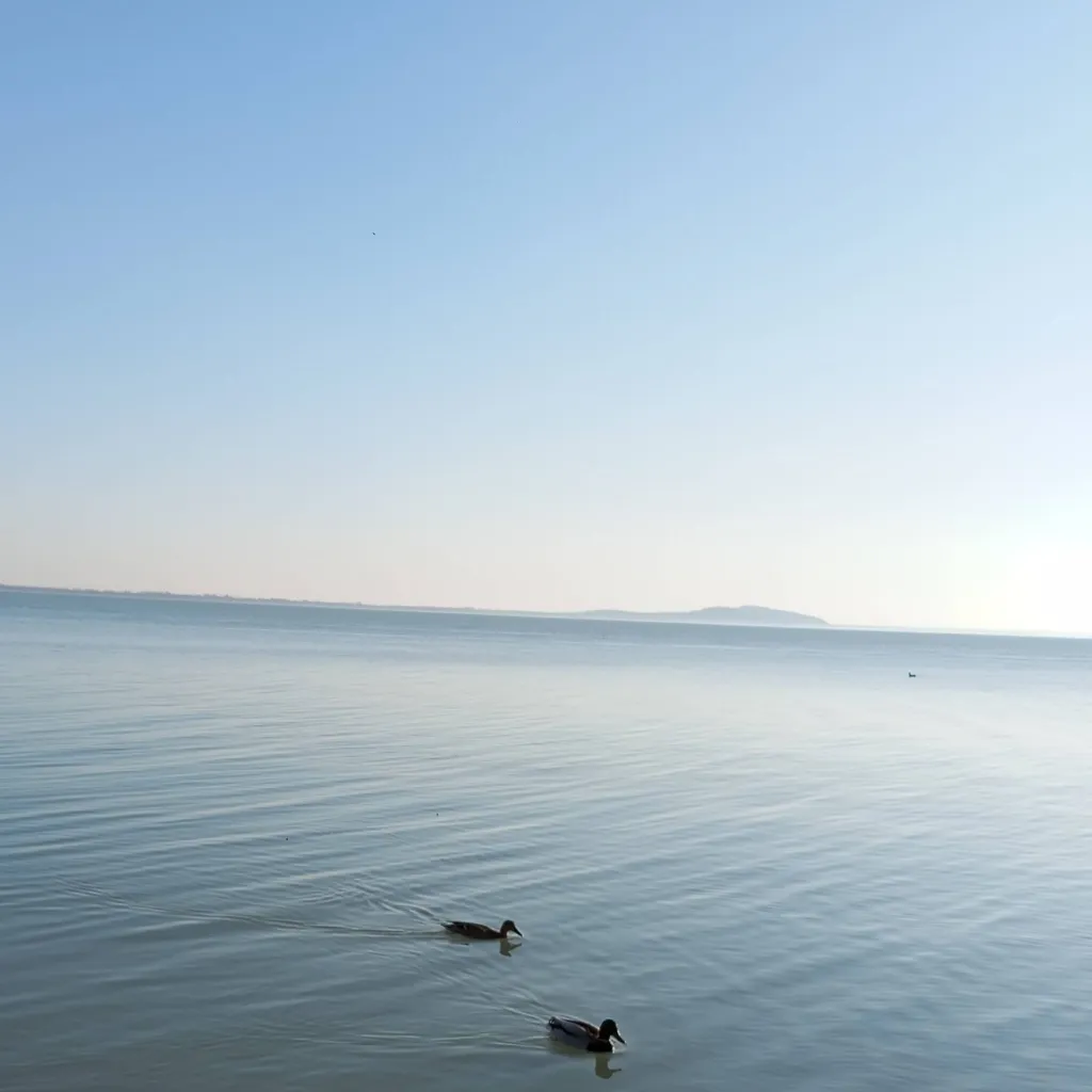 chat with ai character: Chicken Gun