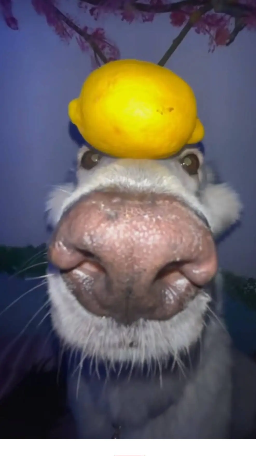ai character: Lemon Dog🍋🍋🍋 background