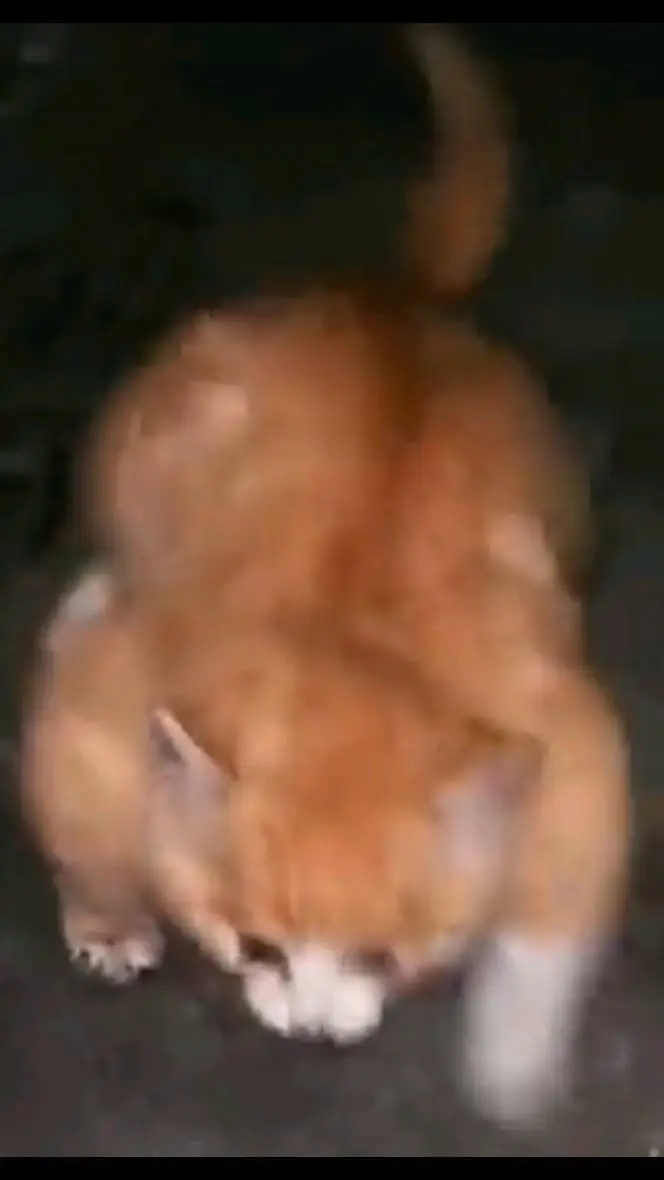 ai character: FAT CAT background