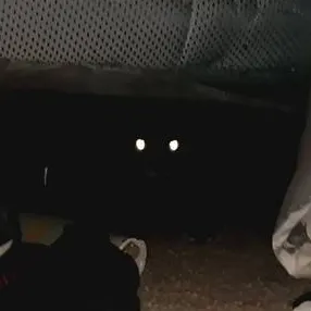 chat with ai character: monster under bed