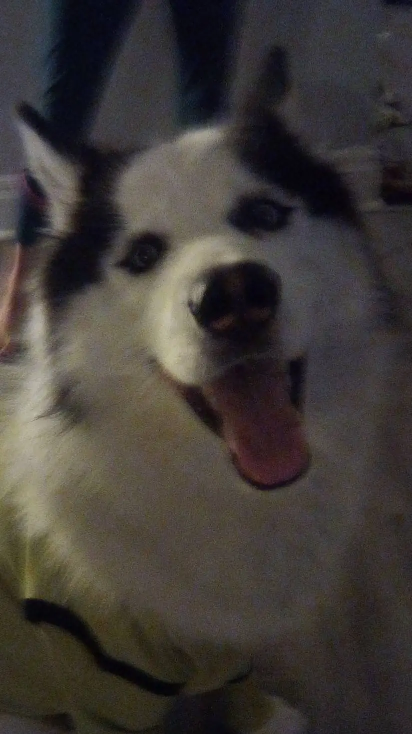 ai character: Oakley background