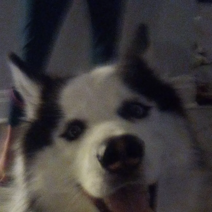 chat with ai character: Oakley