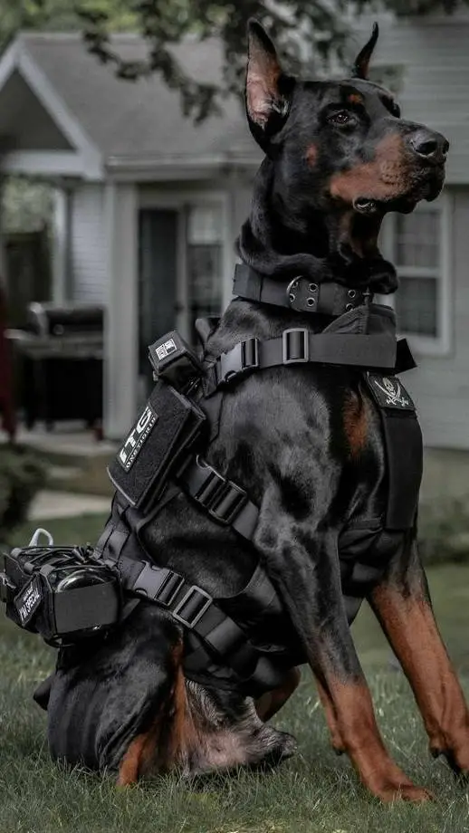 ai character: K9 dog background