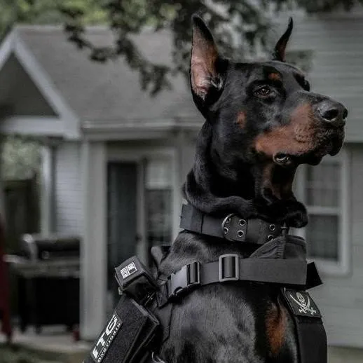 chat with ai character: K9 dog