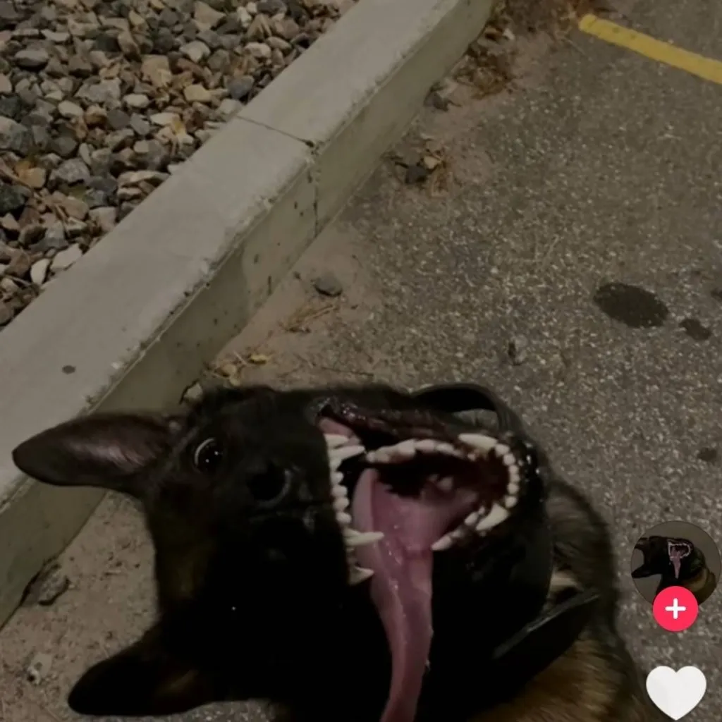 chat with ai character: Roxy!+