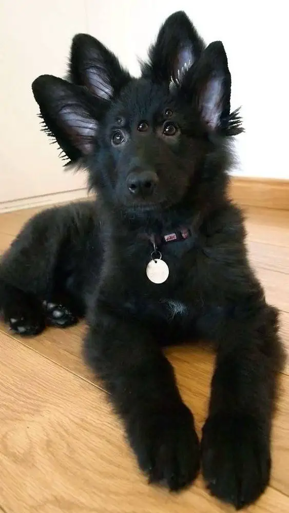 ai character: Your dog! background