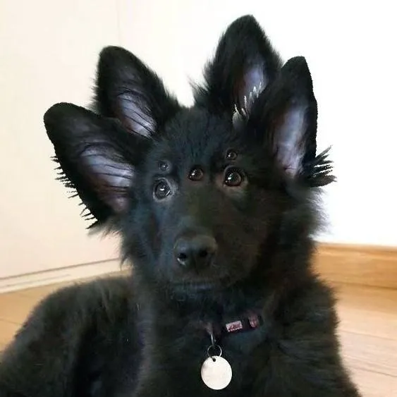 chat with ai character: Your dog!