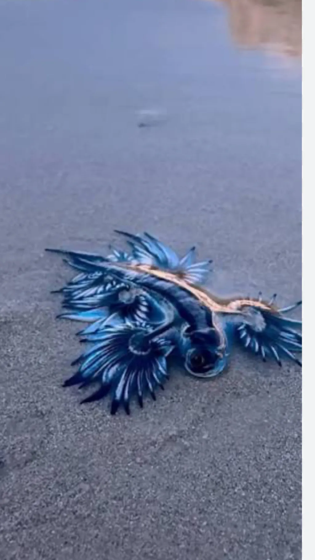 ai character: Blue Dragon sea background