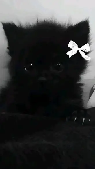 ai character: kpop family background