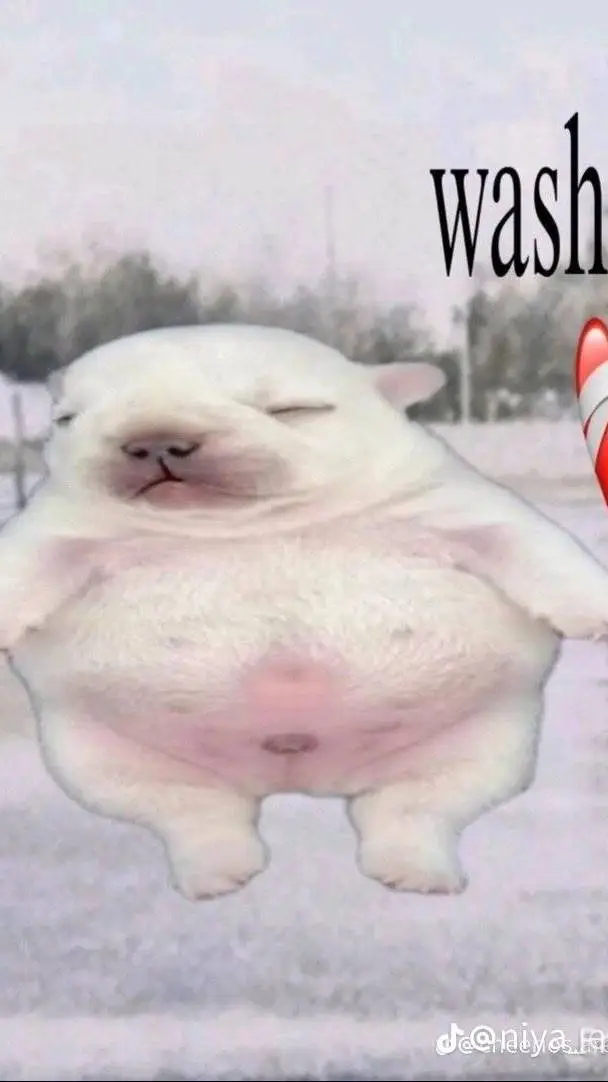 ai character: pibble background