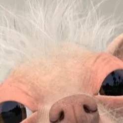 chat with ai character: Böser Hund