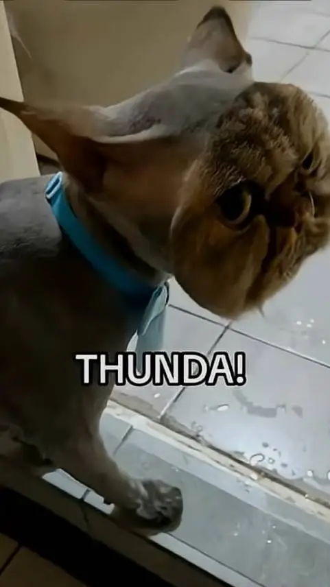 ai character: shaved ahh KITTY!! background