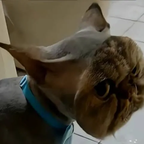 chat with ai character: shaved ahh KITTY!!