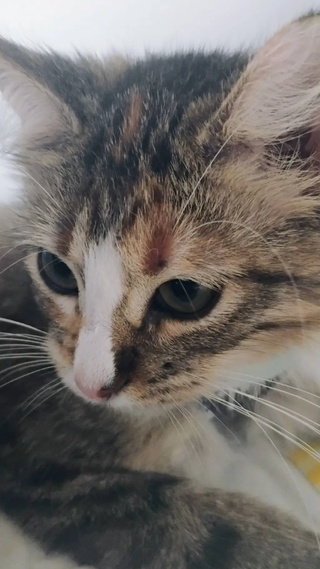 ai character: *.'m7 c4t'.* background