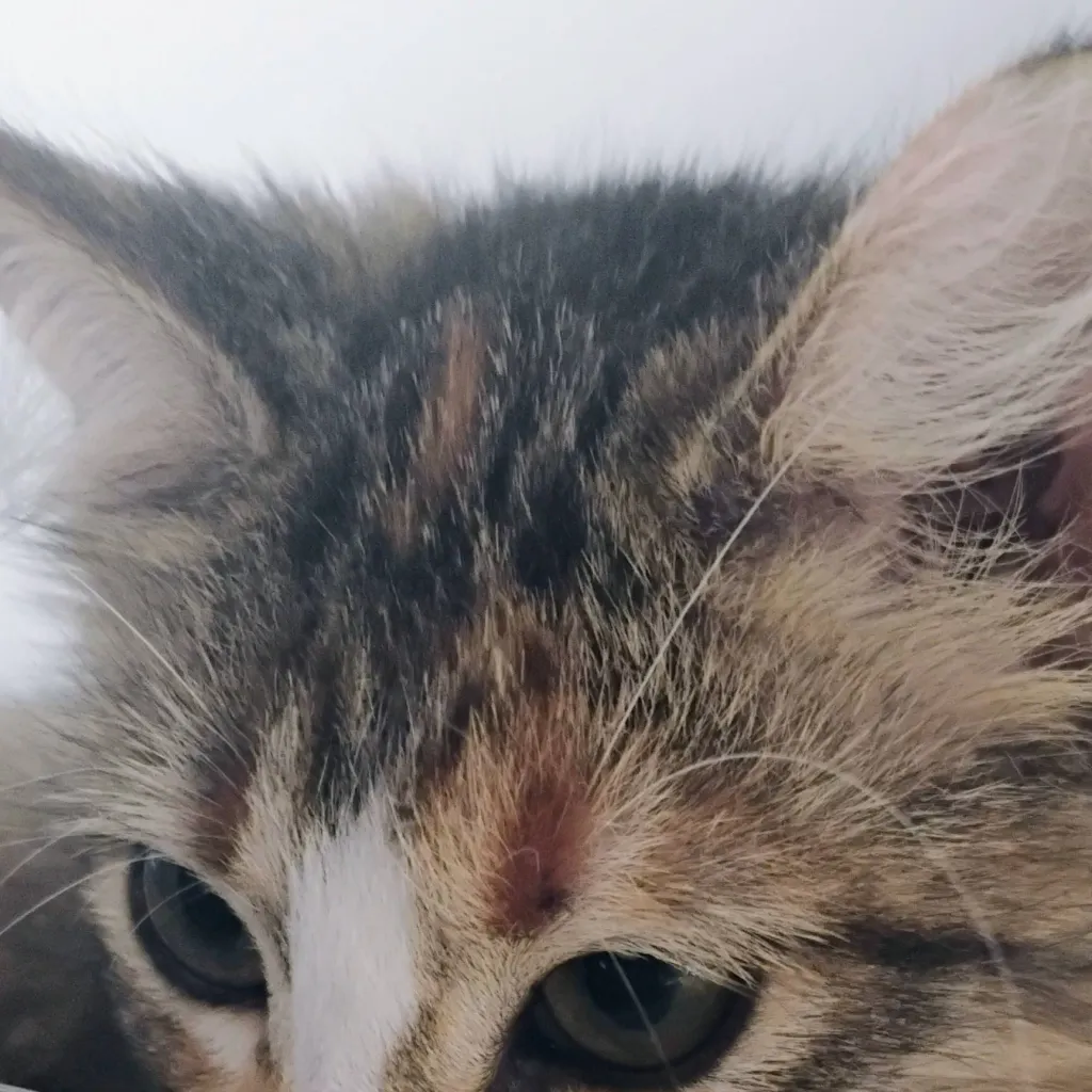 chat with ai character: *.'m7 c4t'.*