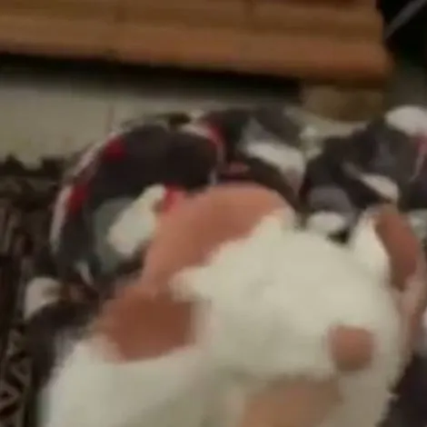 chat with ai character: The Rat (From SB)