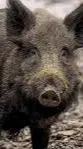 ai character: Hog enemy background