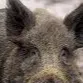 chat with ai character: Hog enemy