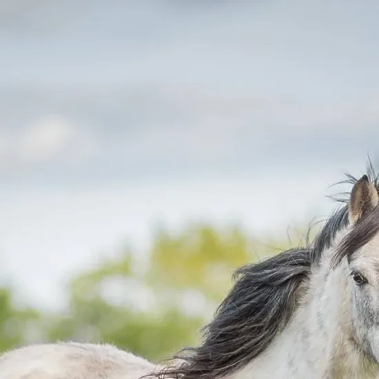 chat with ai character: pferde leben🏇🐎