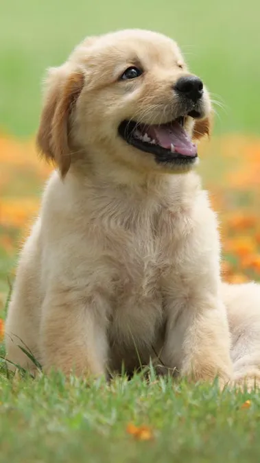 Talkie AI - Chat with Dog (Bruce)