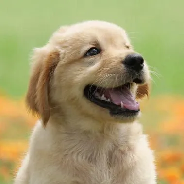 chat with ai character: Dog (Bruce)