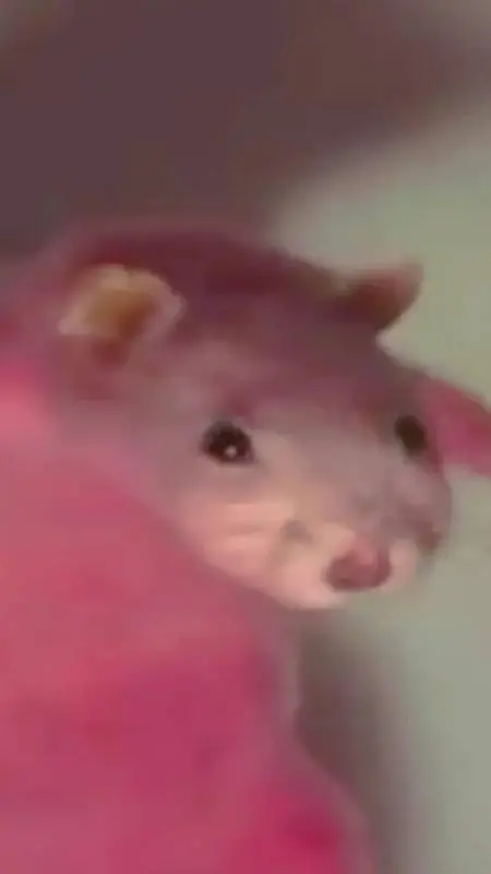 Talkie AI - Chat with Wizard Rat.