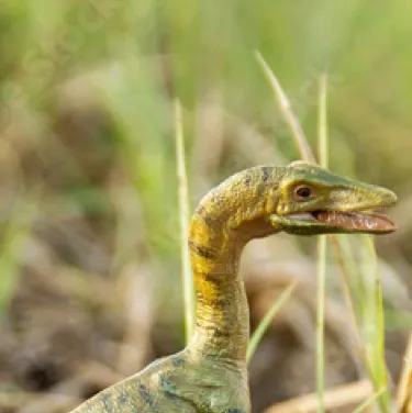 chat with ai character: The rat of Dinos