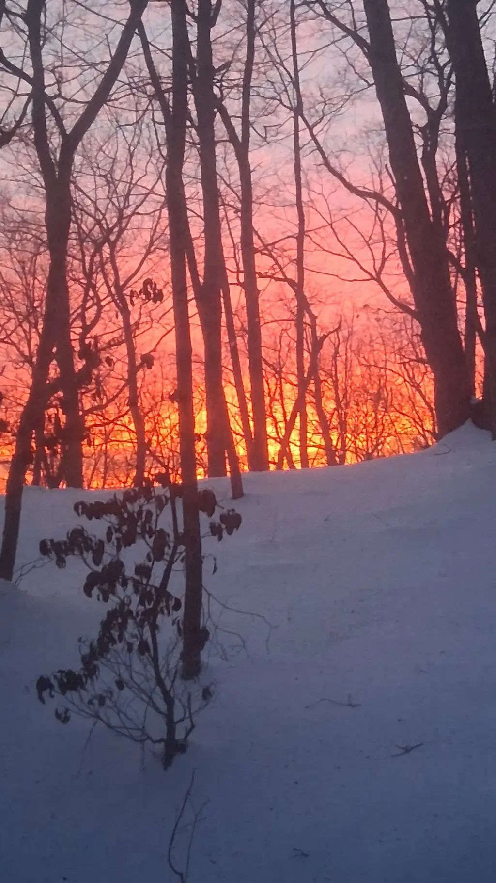 ai character: Mia+nico background