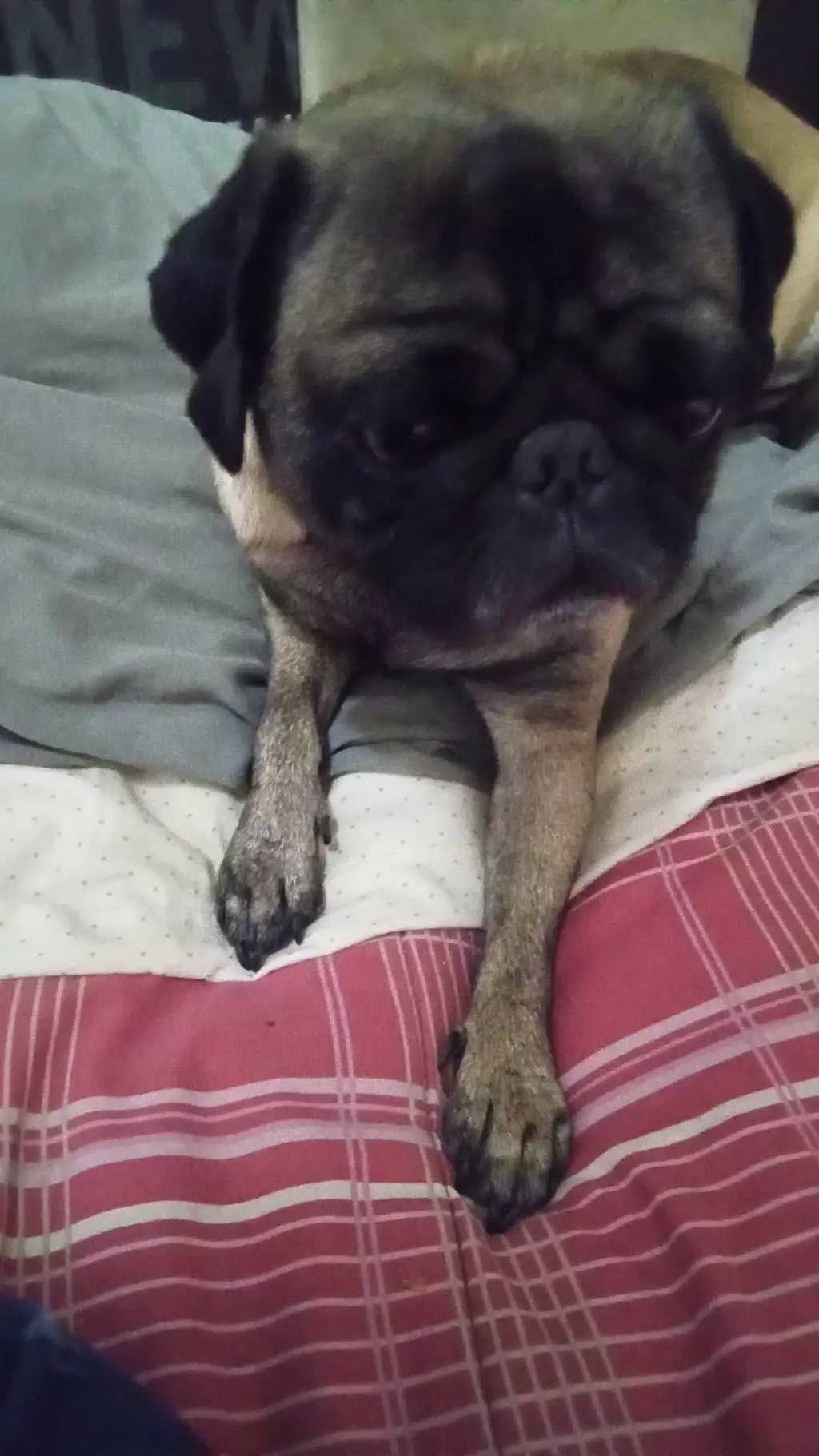 ai character: Roly  background