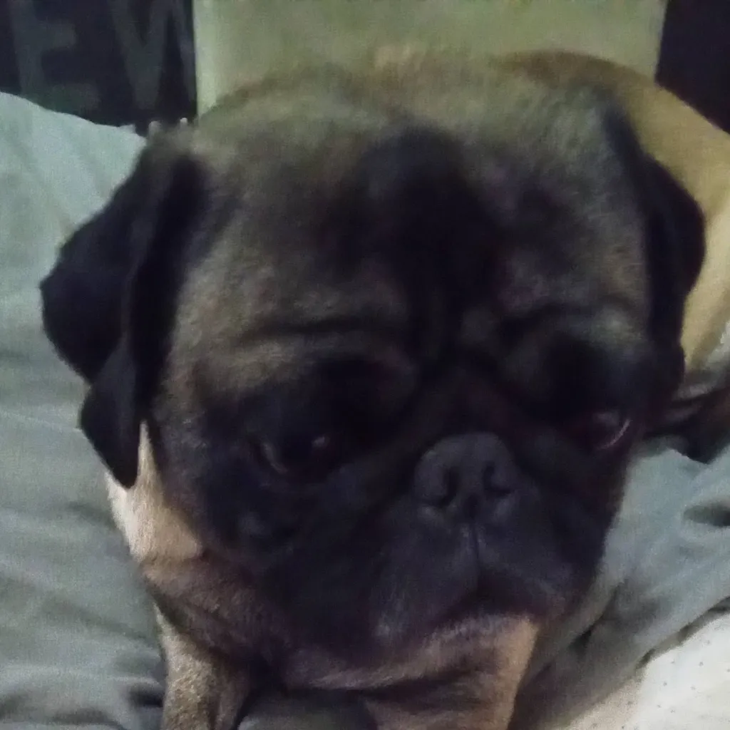 chat with ai character: Roly 