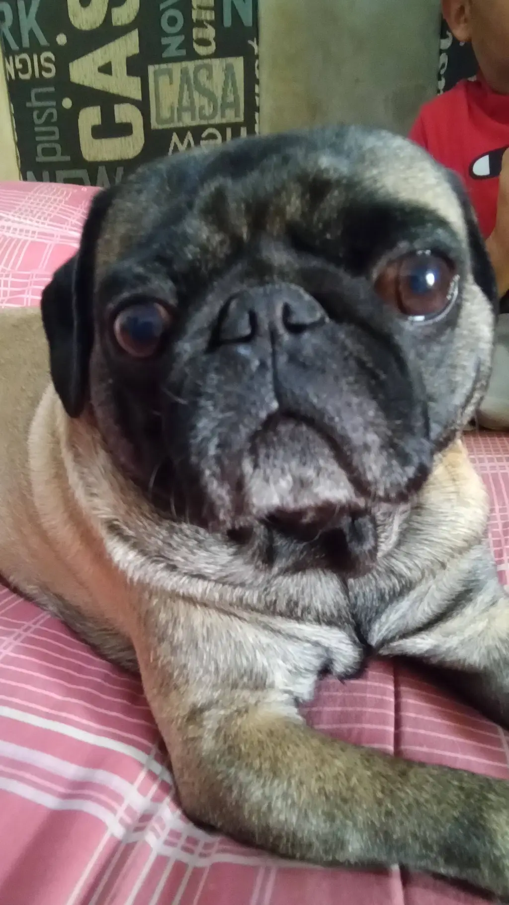 ai character: roly el pug background