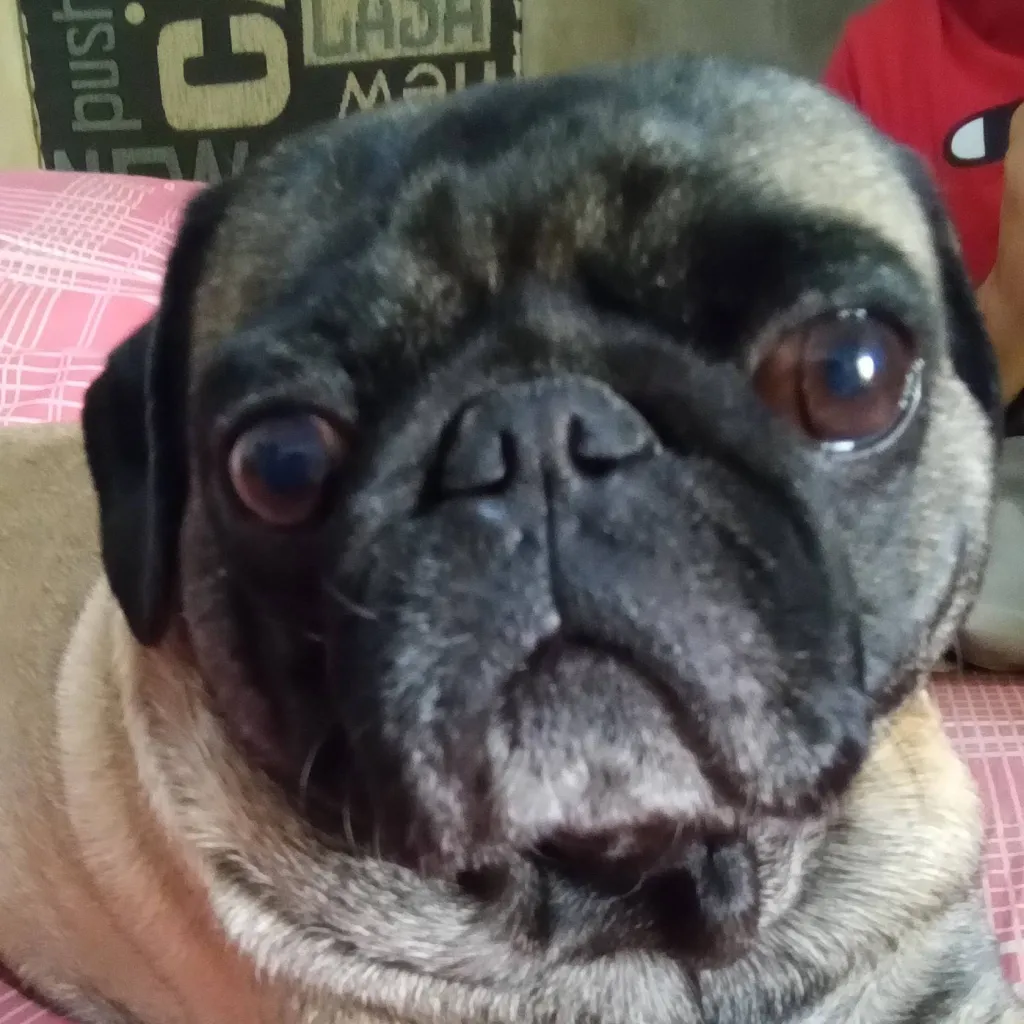 chat with ai character: roly el pug