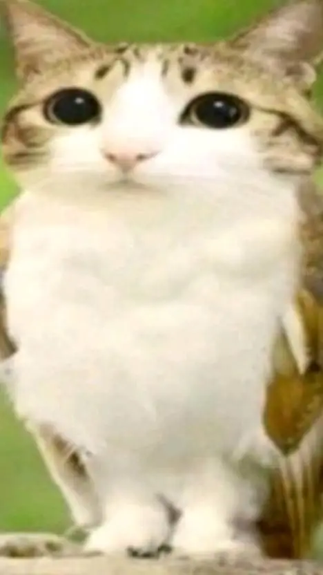 ai character: meowl background