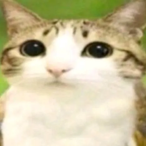 chat with ai character: meowl