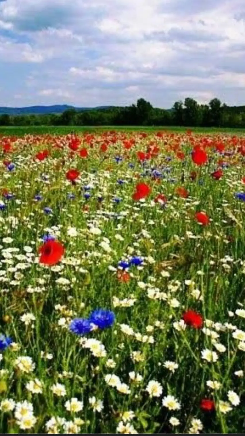 ai character: Sleepover  background