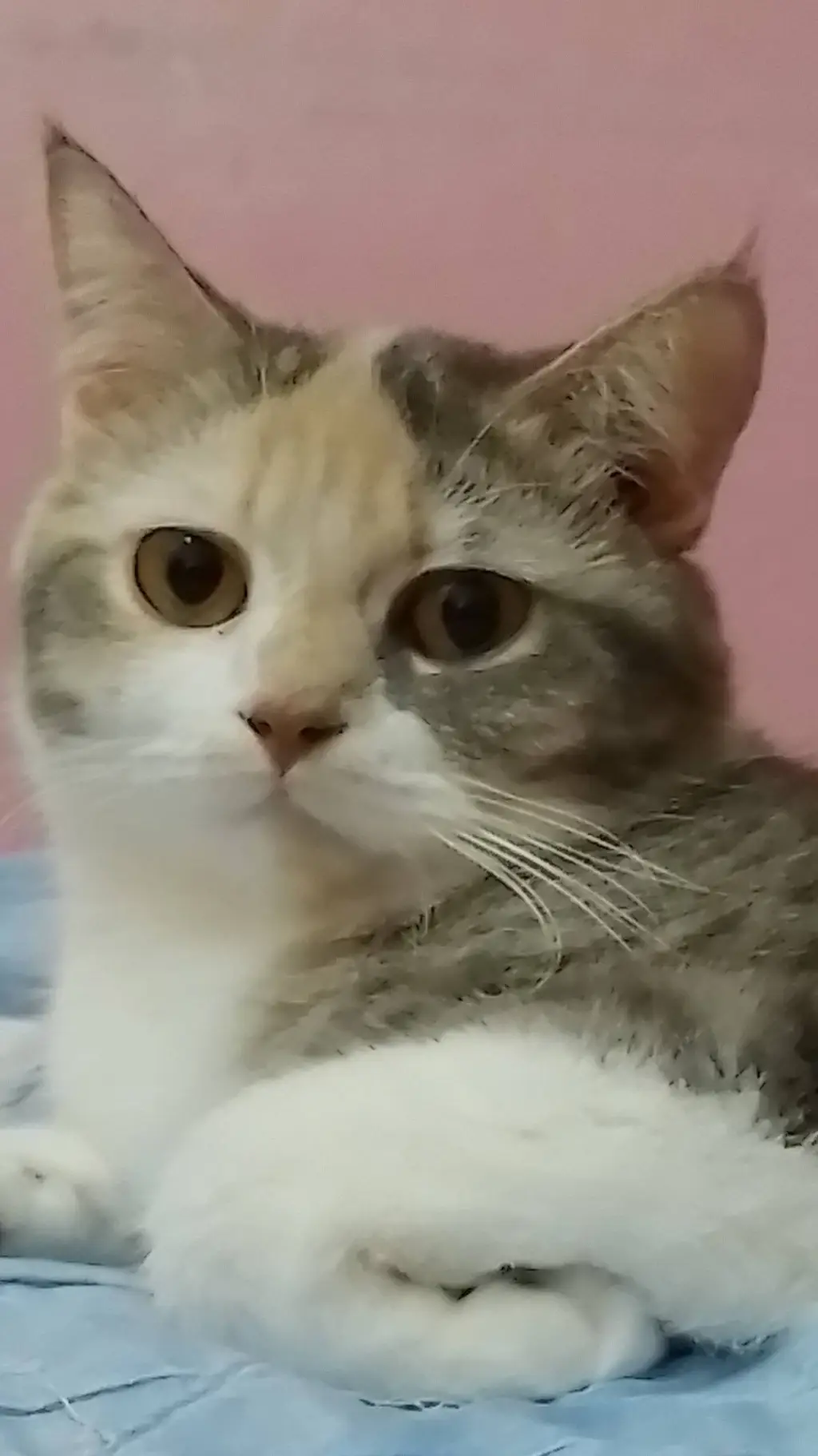 ai character: Poor kitty background