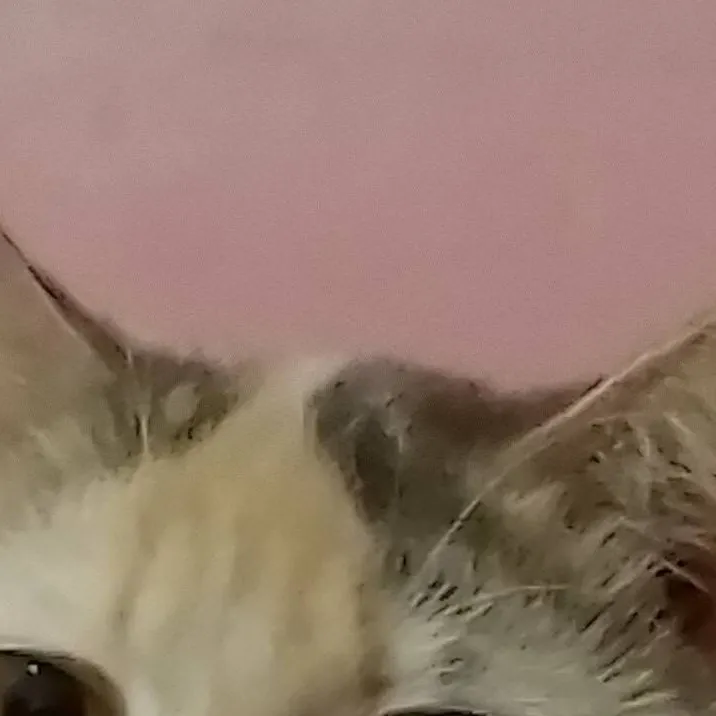 chat with ai character: Poor kitty