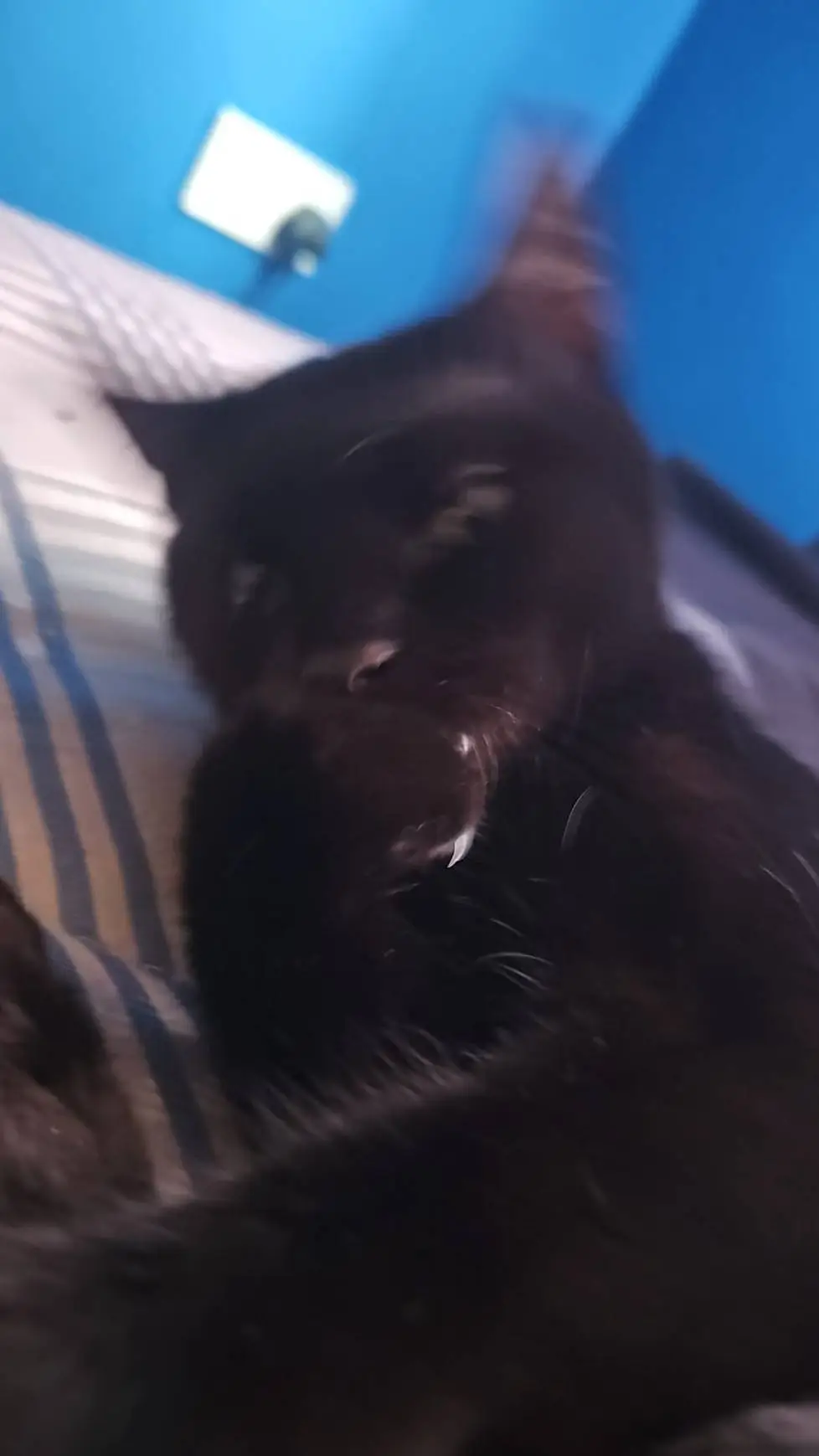 ai character: my evil cat background
