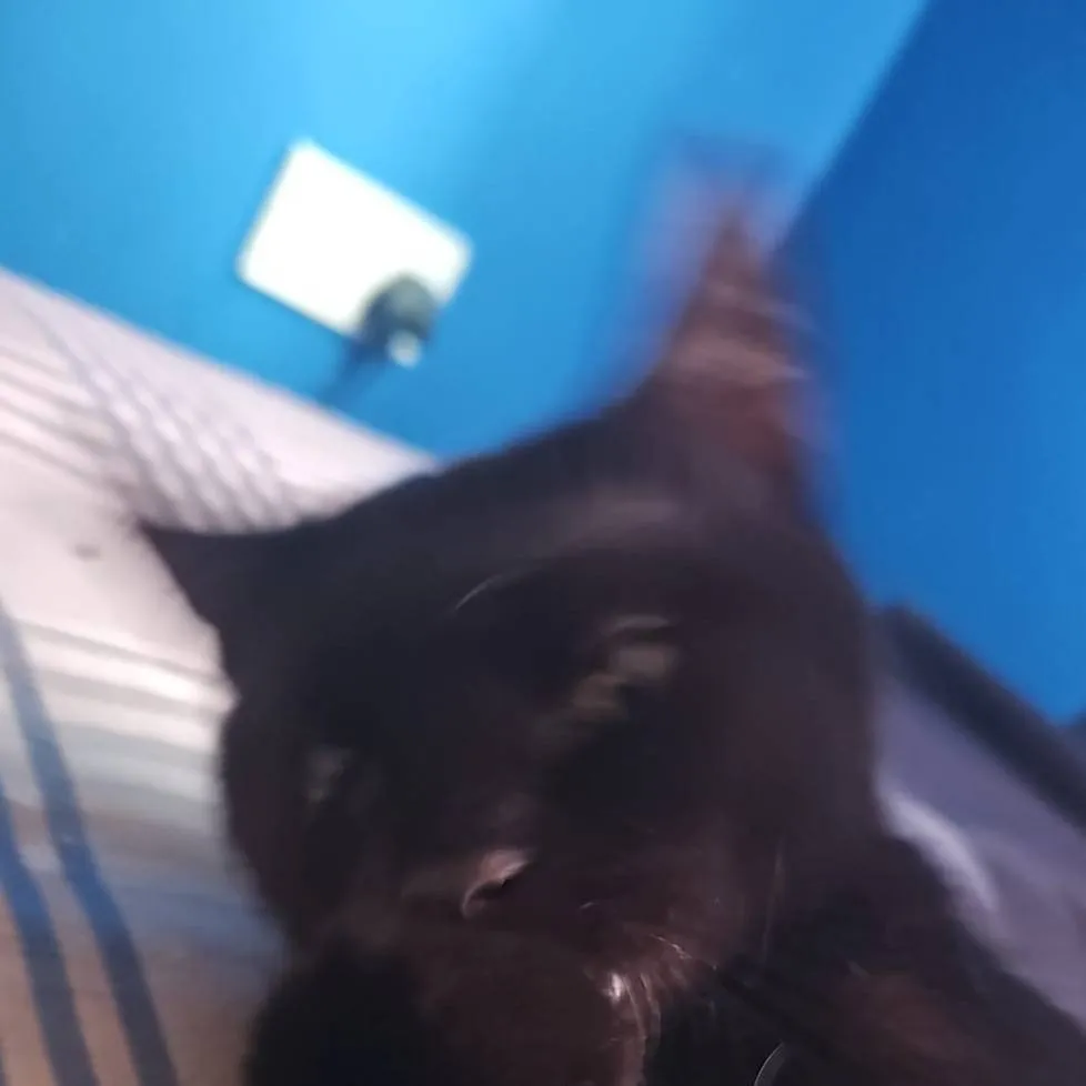 chat with ai character: my evil cat