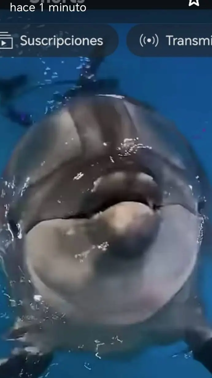 ai character: cute dolphin background