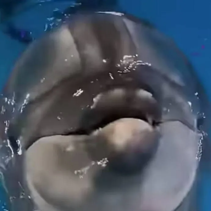 chat with ai character: cute dolphin