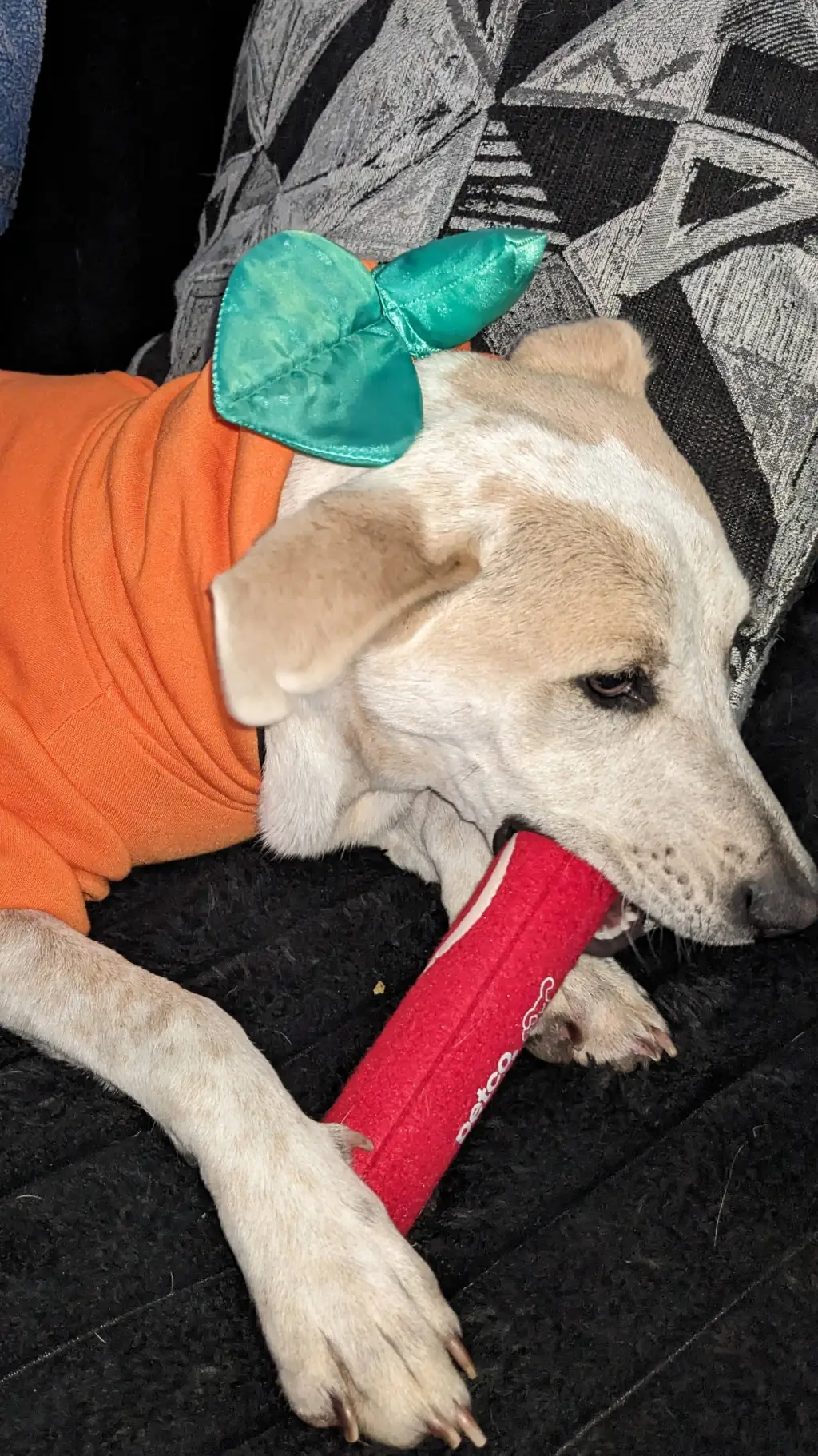 ai character: BINGO!!(Halloween) background