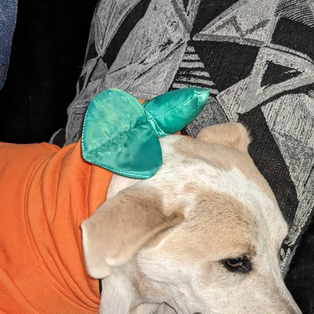 chat with ai character: BINGO!!(Halloween)