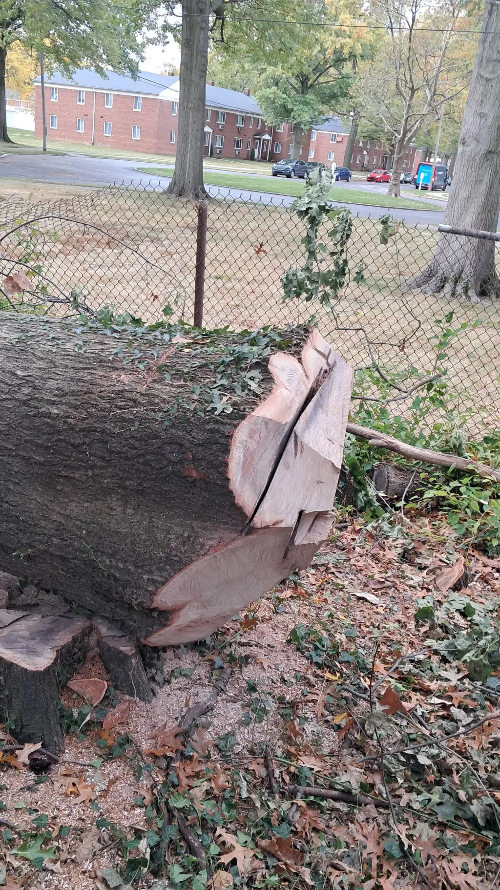 ai character: dww background