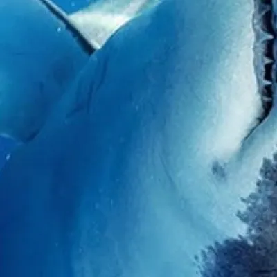 chat with ai character: All The Sharks