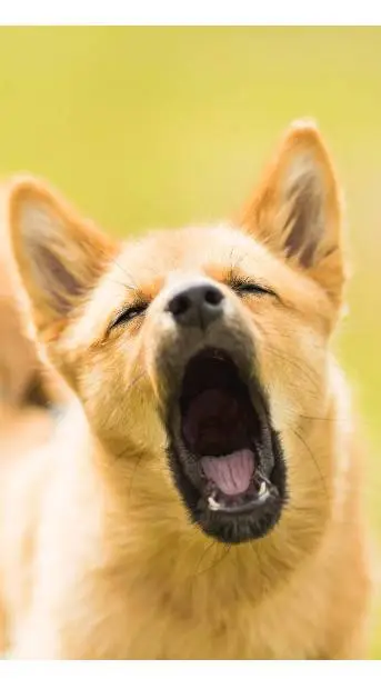 ai character: Dog is you background