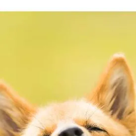 chat with ai character: Dog is you